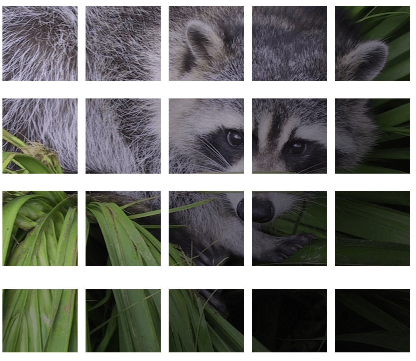 Image from Scipy under BSD License “Chopped raccoon img”